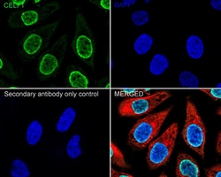 Invitrogen CUGBP1 Recombinant Mouse Monoclonal Antibody (7A1-R) 100 &mu;L;