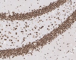 Invitrogen CUGBP1 Recombinant Mouse Monoclonal Antibody (7A1-R) 100 &mu;L;