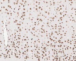 Invitrogen CUGBP1 Recombinant Mouse Monoclonal Antibody (7A1-R) 100 &mu;L;