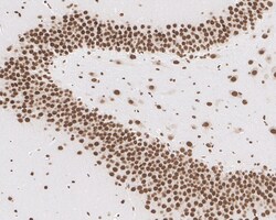 Invitrogen CUGBP1 Recombinant Mouse Monoclonal Antibody (7A1-R) 100 &mu;L;