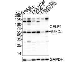 Invitrogen CUGBP1 Recombinant Mouse Monoclonal Antibody (7A1-R) 100 &mu;L;