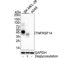 Invitrogen TNFRSF14 Recombinant Rabbit Monoclonal Antibody (PSH05-56) 100