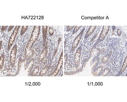 Invitrogen TXNDC9 Recombinant Rabbit Monoclonal Antibody (PSH04-43) 100