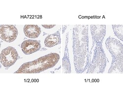Invitrogen TXNDC9 Recombinant Rabbit Monoclonal Antibody (PSH04-43) 100