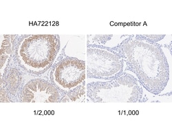 Invitrogen TXNDC9 Recombinant Rabbit Monoclonal Antibody (PSH04-43) 100