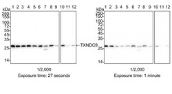 Invitrogen TXNDC9 Recombinant Rabbit Monoclonal Antibody (PSH04-43) 100