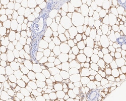 Invitrogen Adiponectin Recombinant Rabbit Monoclonal Antibody (PSH05-48)