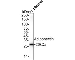 Invitrogen Adiponectin Recombinant Rabbit Monoclonal Antibody (PSH05-48)