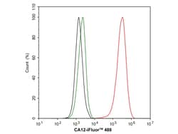 Invitrogen Carbonic Anhydrase XII Recombinant Rabbit Monoclonal Antibody