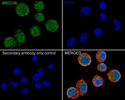 Invitrogen BRCC3 Recombinant Rabbit Monoclonal Antibody (PSH05-10) 100