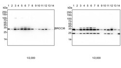 Invitrogen BRCC3 Recombinant Rabbit Monoclonal Antibody (PSH05-10) 100