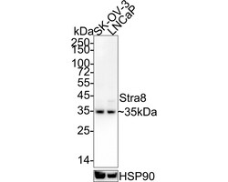 Invitrogen STRA8 Recombinant Rabbit Monoclonal Antibody (PSH04-55) 100