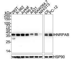 Invitrogen hnRNP AB Recombinant Rabbit Monoclonal Antibody (PSH05-37) 100