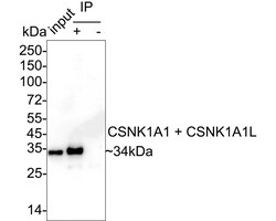 Invitrogen CSNK1A1/CSNK1A1L Recombinant Rabbit Monoclonal Antibody (PSH04-58)