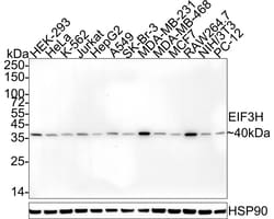 Invitrogen eIF3h Recombinant Mouse Monoclonal Antibody (PSH04-49) 100 &mu;L;