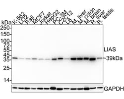 Invitrogen LIAS Recombinant Rabbit Monoclonal Antibody (PSH04-04) 100 &mu;L;
