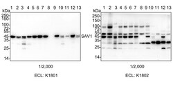 Invitrogen SAV1 Recombinant Rabbit Monoclonal Antibody (PSH04-45) 100 &mu;L;