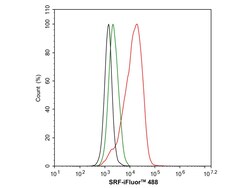 Invitrogen SRF Recombinant Rabbit Monoclonal Antibody (PSH05-06) 100 &mu;L;