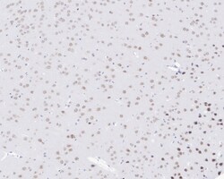 Invitrogen SRF Recombinant Rabbit Monoclonal Antibody (PSH05-06) 100 &mu;L;