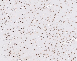 Invitrogen SRF Recombinant Rabbit Monoclonal Antibody (PSH05-06) 100 &mu;L;