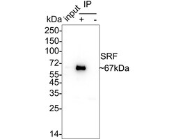 Invitrogen SRF Recombinant Rabbit Monoclonal Antibody (PSH05-06) 100 &mu;L;