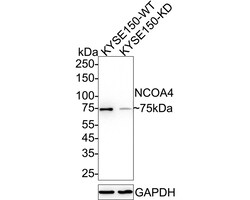 Invitrogen NCOA4 Recombinant Rabbit Monoclonal Antibody (PSH05-44) 100