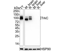 Invitrogen TrkC Recombinant Rabbit Monoclonal Antibody (PSH05-40) 100 &mu;L;