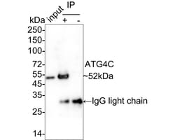 Invitrogen ATG4C Recombinant Rabbit Monoclonal Antibody (PSH05-23) 100