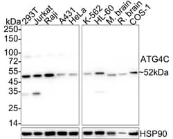 Invitrogen ATG4C Recombinant Rabbit Monoclonal Antibody (PSH05-23) 100