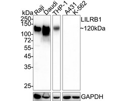 Invitrogen CD85j (ILT2) Recombinant Rabbit Monoclonal Antibody (PSH04-59)