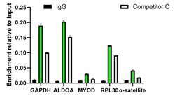 Invitrogen H3K9ac Recombinant Rabbit Monoclonal Antibody (PSH04-47) 100