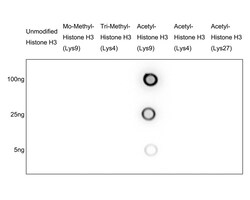 Invitrogen H3K9ac Recombinant Rabbit Monoclonal Antibody (PSH04-47) 100
