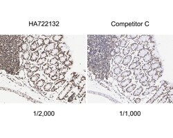 Invitrogen H3K9ac Recombinant Rabbit Monoclonal Antibody (PSH04-47) 100