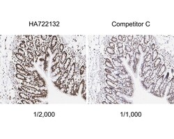 Invitrogen H3K9ac Recombinant Rabbit Monoclonal Antibody (PSH04-47) 100