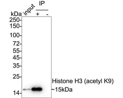 Invitrogen H3K9ac Recombinant Rabbit Monoclonal Antibody (PSH04-47) 100