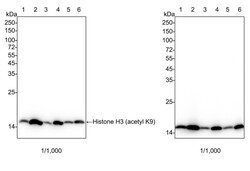 Invitrogen H3K9ac Recombinant Rabbit Monoclonal Antibody (PSH04-47) 100