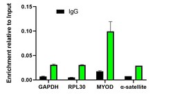 Invitrogen H3K27me3 Recombinant Rabbit Monoclonal Antibody (PSH05-15) 100