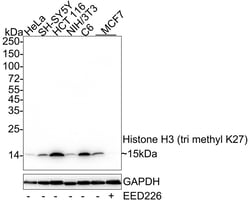 Invitrogen H3K27me3 Recombinant Rabbit Monoclonal Antibody (PSH05-15) 100