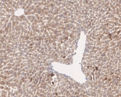 Invitrogen CTU2 Recombinant Rabbit Monoclonal Antibody (PSH04-05) 100 &mu;L;