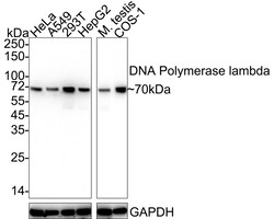 Invitrogen POLL Recombinant Rabbit Monoclonal Antibody (PSH05-24) 100 &mu;L;