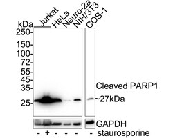 Invitrogen PARP1 (cleaved Asp214) Recombinant Rabbit Monoclonal Antibody
