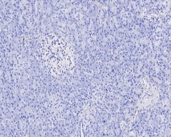 Invitrogen LAIR1 Recombinant Mouse Monoclonal Antibody (PSH04-50) 100 &mu;L | Buy Online | Invitrogen&trade; | Fisher Scientific