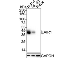 Invitrogen LAIR1 Recombinant Mouse Monoclonal Antibody (PSH04-50) 100 &mu;L | Buy Online | Invitrogen&trade; | Fisher Scientific