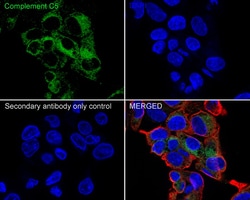 Invitrogen Complement C5 Recombinant Rabbit Monoclonal Antibody (PSH04-01)