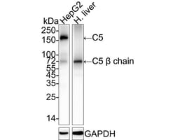 Invitrogen Complement C5 Recombinant Rabbit Monoclonal Antibody (PSH04-01)