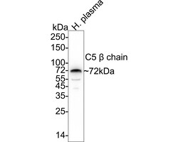 Invitrogen Complement C5 Recombinant Rabbit Monoclonal Antibody (PSH04-01)