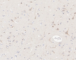 Invitrogen LNP Recombinant Mouse Monoclonal Antibody (11-1-R) 100 &mu;L;