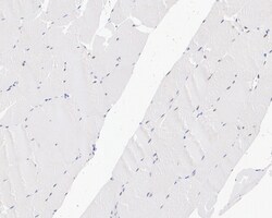 Invitrogen TEF1 Recombinant Rabbit Monoclonal Antibody (JE45-37) 100 &mu;L;