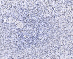 Invitrogen TEF1 Recombinant Rabbit Monoclonal Antibody (JE45-37) 100 &mu;L;