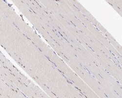 Invitrogen TEF1 Recombinant Rabbit Monoclonal Antibody (JE45-37) 100 &mu;L;